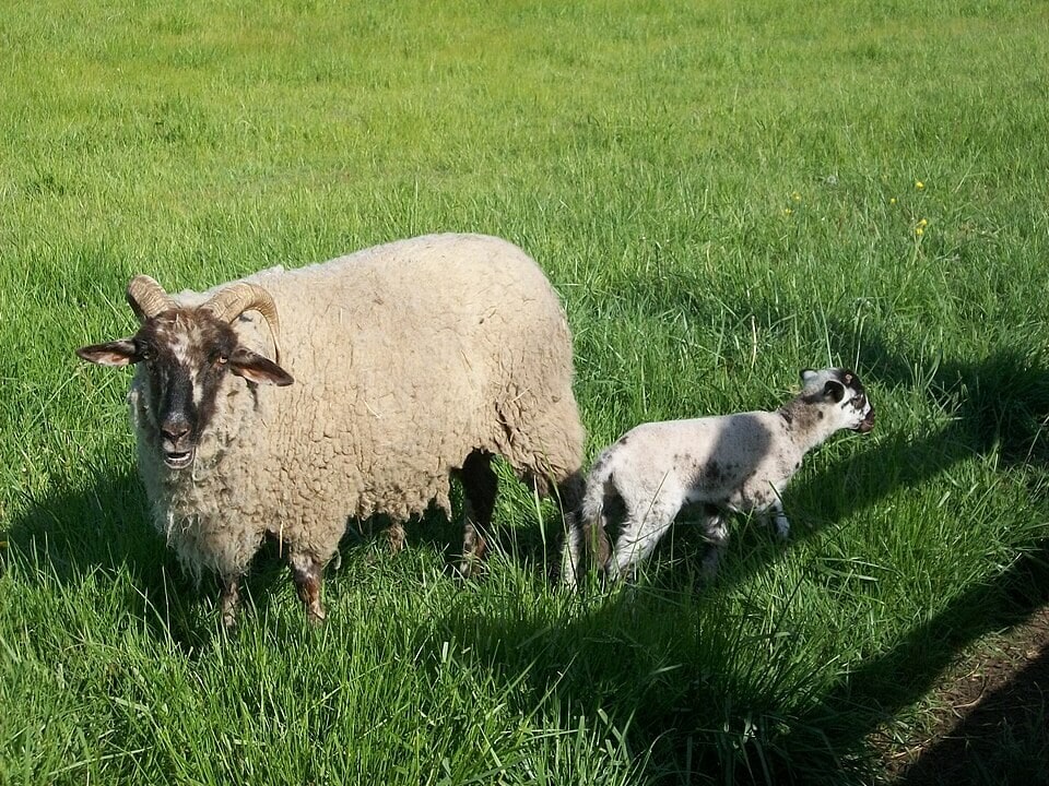 Descended from British sheep of the colonial era, the Hog Island breed is now classified as critical by the Livestock Conservancy. (Wikimedia Commons) Descended from British sheep of the colonial era, the Hog Island breed is now classified as critical by the Livestock Conservancy. (Wikimedia Commons)