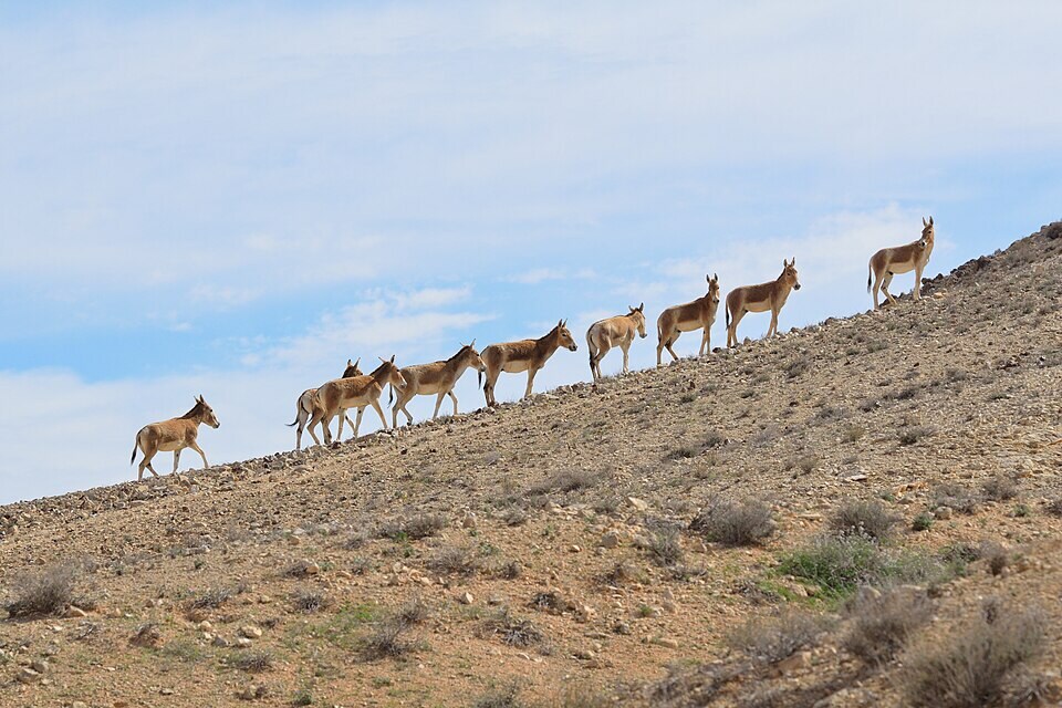 Onagers (Equus hemionus) in Wadi Lotz in the Negev Mountains, Israel. They were reintroduced to the region in the 1980s after disappearing in the 1920s. (Wikimedia Commons) Onagers (Equus hemionus) in Wadi Lotz in the Negev Mountains, Israel. They were reintroduced to the region in the 1980s after disappearing in the 1920s. (Wikimedia Commons)