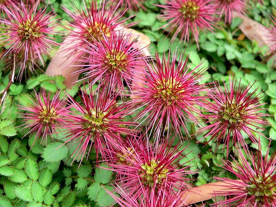 Acaena magellanica, the plant that became dominant while more sensitive native species disappeared or became rare. (Wikimedia Commons) Acaena magellanica, the plant that became dominant while more sensitive native species disappeared or became rare. (Wikimedia Commons)
