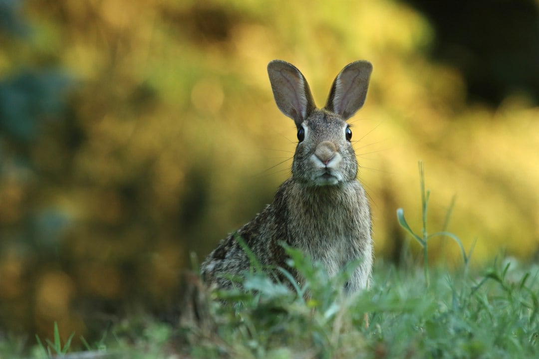 Australia is now home to at least 150 million feral rabbits, according to the National Museum of Australia. (Representational/Unsplash) Australia is now home to at least 150 million feral rabbits, according to the National Museum of Australia. (Representational/Unsplash)