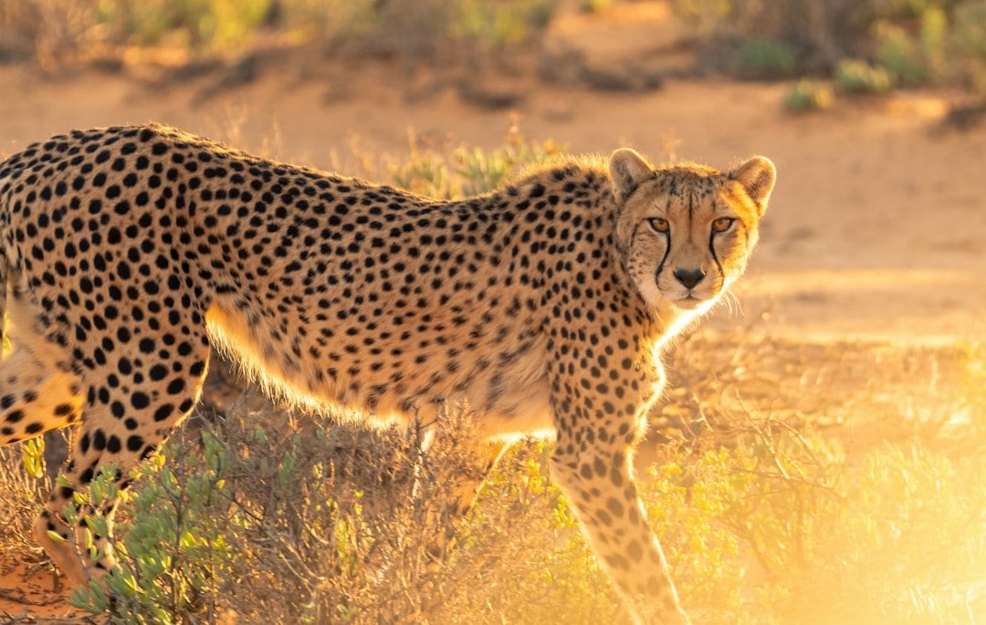 A 25-year review of Namibia’s Cheetah Conservation Fund program found that most surveyed farmers reported fewer livestock losses after receiving guarding dogs. Losses attributed to jackals fell 45%, while cheetah losses declined 16%. (Representational/Unsplash) A 25-year review of Namibia’s Cheetah Conservation Fund program found that most surveyed farmers reported fewer livestock losses after receiving guarding dogs. Losses attributed to jackals fell 45%, while cheetah losses declined 16%. (Representational/Unsplash)