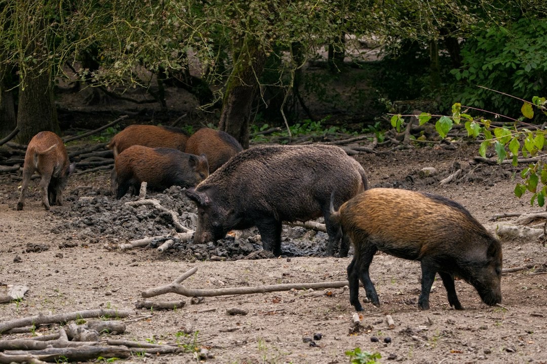 Pigs have lived on New Zealand’s Auckland Islands since the early 1800s. (Representational/Unsplash) Pigs have lived on New Zealand’s Auckland Islands since the early 1800s. (Representational/Unsplash)