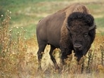 Genome analysis suggests modern bison retain substantial genetic diversity, but herds are more isolated than historical populations. Cattle ancestry appears in some animals at low levels, while all sampled wood bison carry plains bison ancestry. Genome analysis suggests modern bison retain substantial genetic diversity, but herds are more isolated than historical populations. Cattle ancestry appears in some animals at low levels, while all sampled wood bison carry plains bison ancestry.