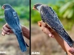 Amur falcons Apapang and Alang have returned to Manipur after a 20,000-km migration across 23 countries, completing a year-long satellite-tracking journey.