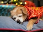Here's a guide to make Diwali safer and more comfortable for your furry friends