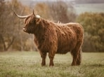 Ancient DNA revealed a previously unknown Ice Age mammal.(Representative Image/Unsplash)