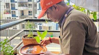 Indoor mosquito breeding driving Pune’s dengue surge Indoor mosquito breeding driving Pune’s dengue surge