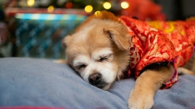 Read more to find out how to take care of your pets on Diwali. (Unsplash) Read more to find out how to take care of your pets on Diwali. (Unsplash)