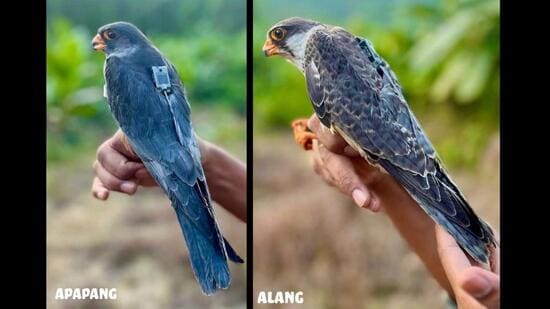 Amur falcons Apapang and Alang have returned to Manipur after a 20,000-km migration across 23 countries, completing a year-long satellite-tracking journey.