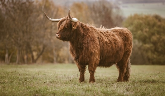 Ancient DNA revealed a previously unknown Ice Age mammal.