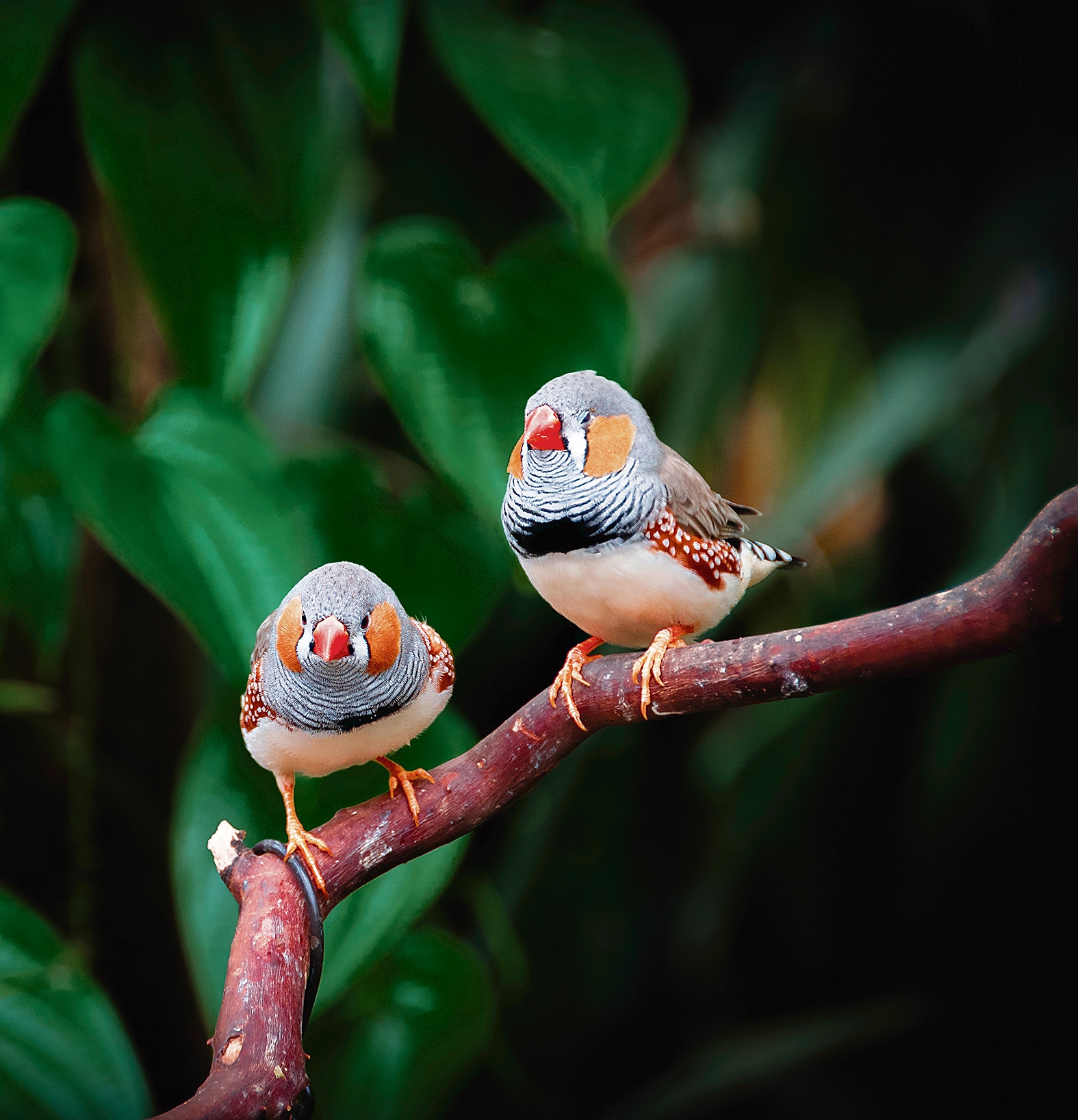 The chatty little zebra finch has long been considered a wonderful test subject for animal communication. (Shutterstock) The chatty little zebra finch has long been considered a wonderful test subject for animal communication. (Shutterstock)