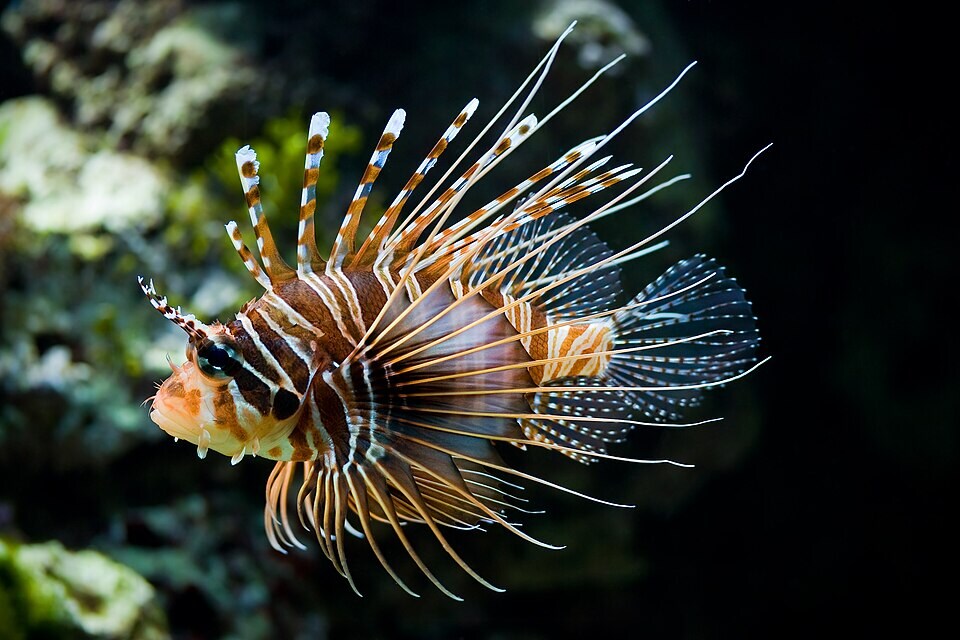 Lionfish are among the regular visitors to the Tank, one of Aqaba’s best-known dive sites. (Wikimedia Commons) Lionfish are among the regular visitors to the Tank, one of Aqaba’s best-known dive sites. (Wikimedia Commons)