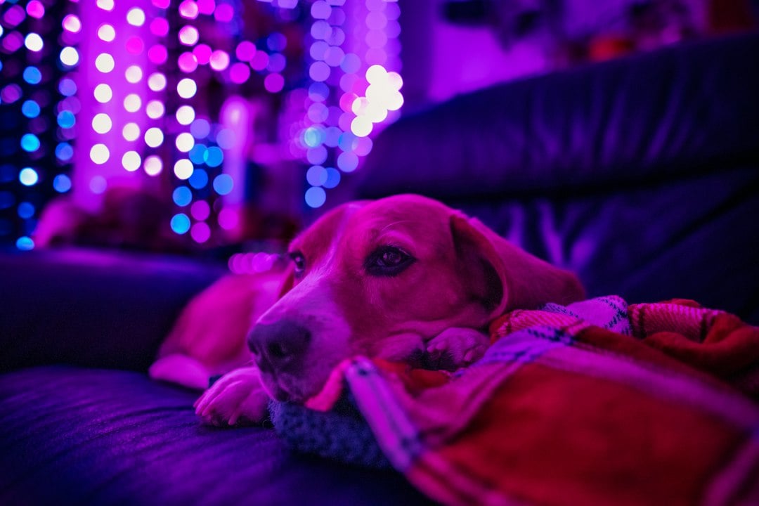 Designate a quiet room with familiar surroundings for your pet to stay calm amidst the noise of Diwali celebrations. (Unsplash) Designate a quiet room with familiar surroundings for your pet to stay calm amidst the noise of Diwali celebrations. (Unsplash)