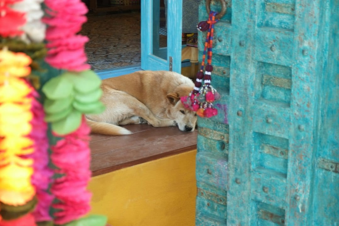 Rangoli powders contain synthetic dyes that can be harmful for animals. (Unsplash) Rangoli powders contain synthetic dyes that can be harmful for animals. (Unsplash)