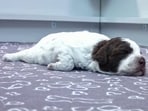 In this image taken from a video, Hilkka's puppy is asleep, in Finland.