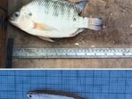 Mola and Nile tilapia are among the six new species from Sukhna lake. (DEPARTMENT OF ZOOLOGY (PU))