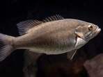 A smallmouth bass, the species at the centre of a possible record catch in an Idaho reservoir.