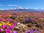 Pink and purple blooms stretch across the Atacama, where more than 200 plant species flowered after heavy El Niño rains.