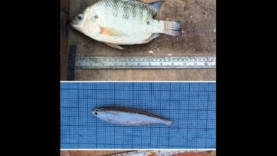 Mola and Nile tilapia are among the six new species from Sukhna lake. (DEPARTMENT OF ZOOLOGY (PU)) Mola and Nile tilapia are among the six new species from Sukhna lake. (DEPARTMENT OF ZOOLOGY (PU))