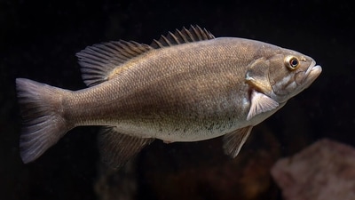A smallmouth bass, the species at the centre of a possible record catch in an Idaho reservoir. (Wikimedia Commons)