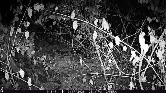 Born in 2022 to tigress T-22 at Tipeshwar, the animal was first photographed in the Yedshi forest range of Dharashiv district in December 2024. (HT)