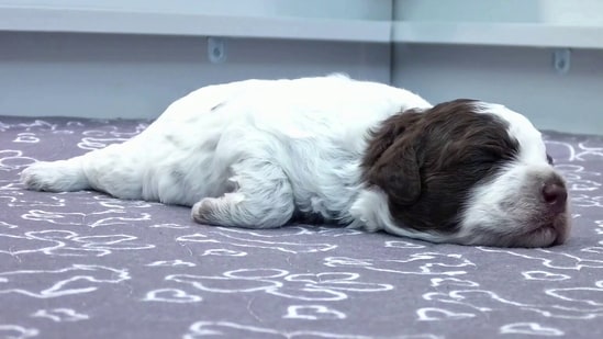 In this image taken from a video, Hilkka's puppy is asleep, in Finland.