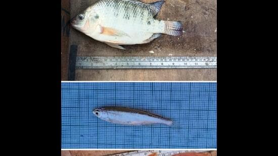 Mola and Nile tilapia are among the six new species from Sukhna lake. (DEPARTMENT OF ZOOLOGY (PU))