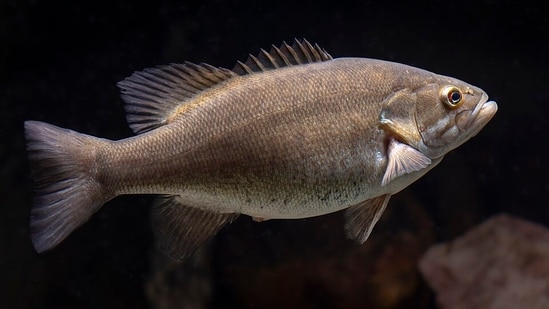 A smallmouth bass, the species at the centre of a possible record catch in an Idaho reservoir.