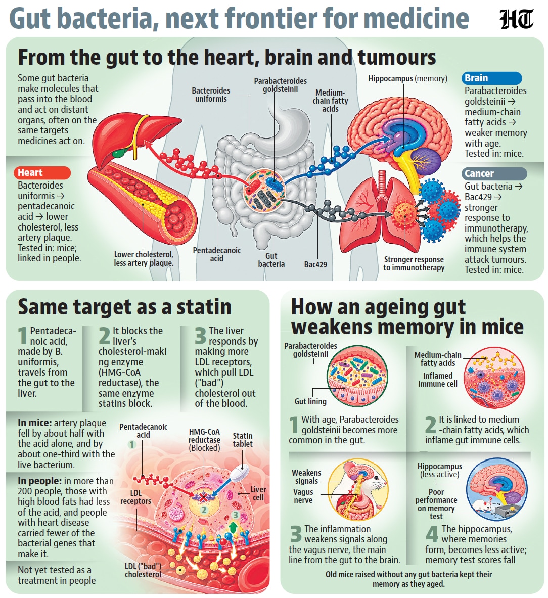 About gut bacteria (HT PRINT) About gut bacteria (HT PRINT)