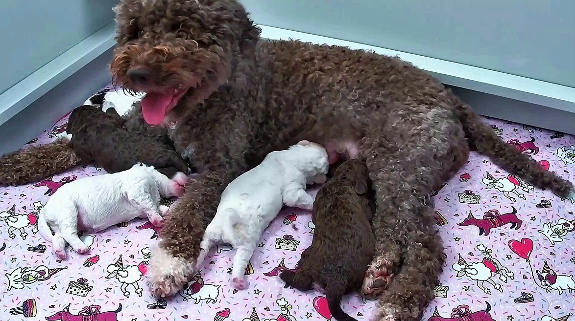 Hilkka and her puppies. (The Finnish Broadcasting Company via AP) Hilkka and her puppies. (The Finnish Broadcasting Company via AP)