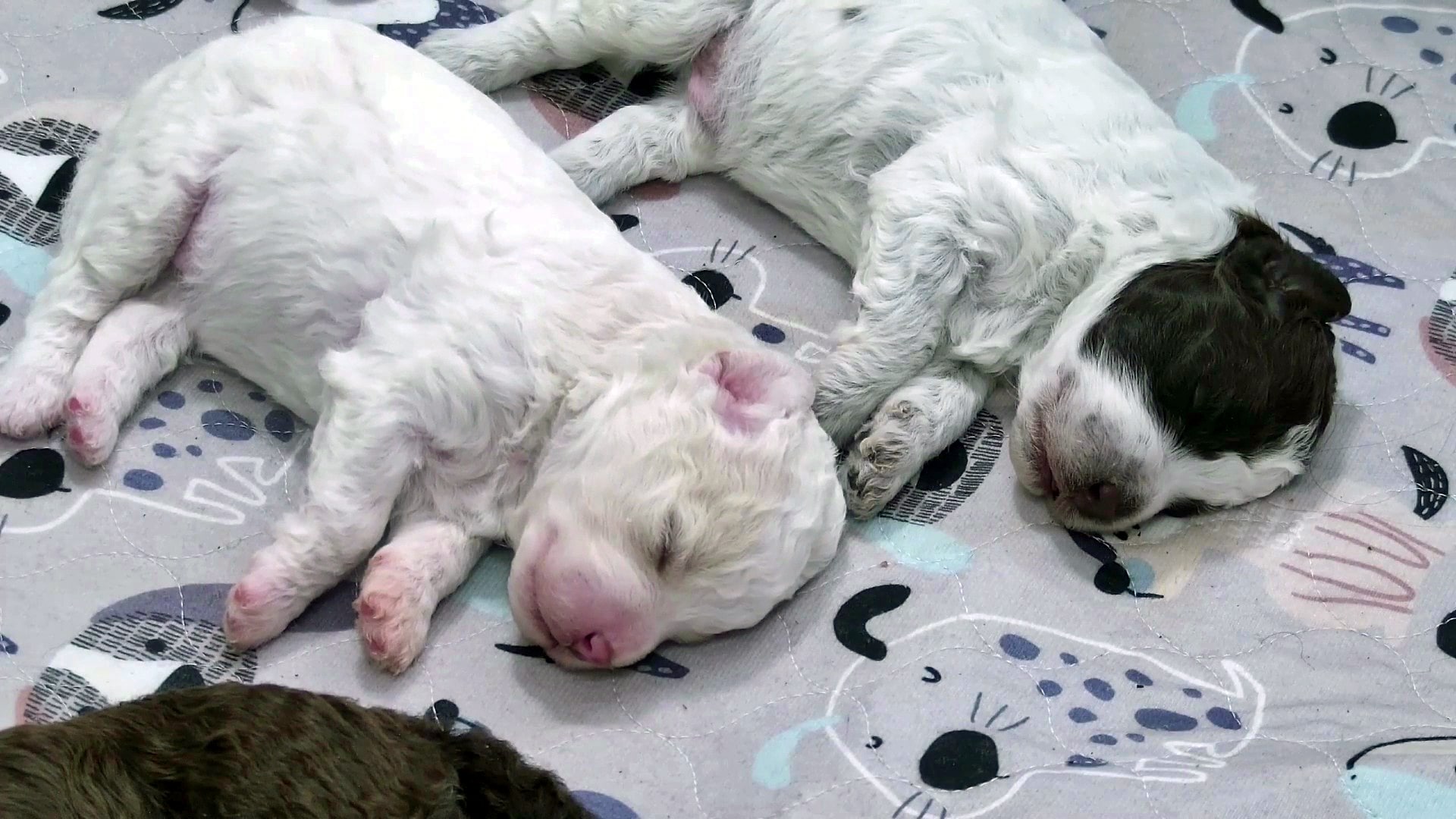 Hilkka's puppies, on the live stream. (The Finnish Broadcasting Company via AP) Hilkka's puppies, on the live stream. (The Finnish Broadcasting Company via AP)