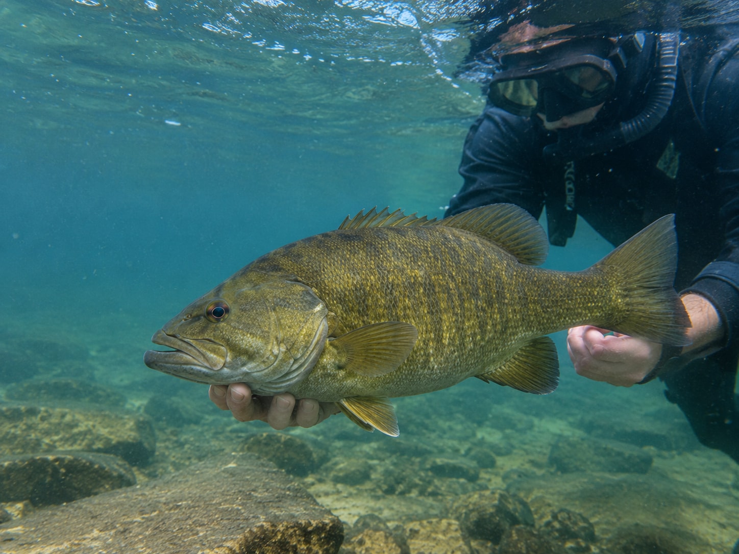 Representative image of a giant smallmouth bass discovered in deep Idaho waters and carefully released back into its natural habitat. (AI-generated/ ChatGPT ) Representative image of a giant smallmouth bass discovered in deep Idaho waters and carefully released back into its natural habitat. (AI-generated/ ChatGPT )
