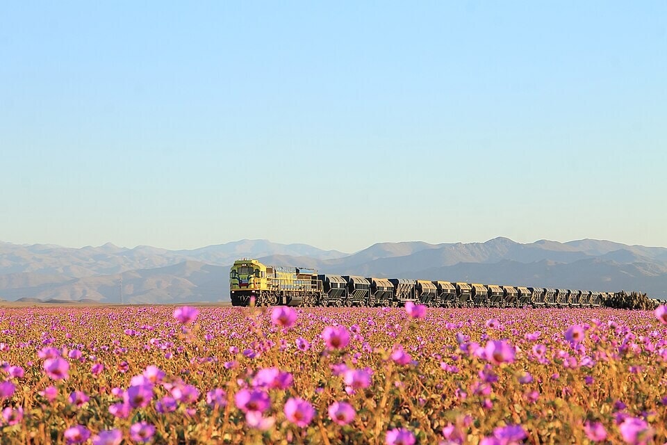 Wildflowers in bloom, Atacama Desert. (Wikimedia Commons) Wildflowers in bloom, Atacama Desert. (Wikimedia Commons)