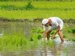 పీఎం కిసాన్ 24వ విడత నిధుల అప్డేట్స్..(Photographed by Hemant Mishra/Mint)