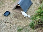 A Tokyo railway station brought in two goats to clear weeds, delighting commuters and attracting attention on social media.(X/@shinjifukuhara)