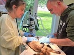 After 2 baby raccoons die in their care, US couple rehabilitate over 800
