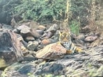 Tigress T-2403 with her cubs in Ranthambore Tiger Reserve in Sawai Madhopur on Sunday.