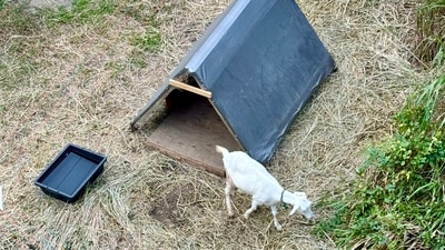 A Tokyo railway station brought in two goats to clear weeds, delighting commuters and attracting attention on social media. (X/@shinjifukuhara) A Tokyo railway station brought in two goats to clear weeds, delighting commuters and attracting attention on social media. (X/@shinjifukuhara)