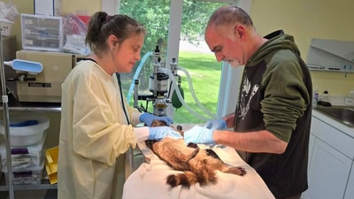 A wildlife rehabilitation centre in New York provides care for rescued raccoons. (Sarah Bookbinder) A wildlife rehabilitation centre in New York provides care for rescued raccoons. (Sarah Bookbinder)