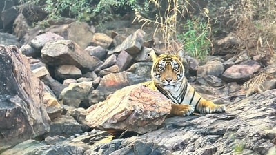 Tigress T-2403 with her cubs in Ranthambore Tiger Reserve in Sawai Madhopur on Sunday. Tigress T-2403 with her cubs in Ranthambore Tiger Reserve in Sawai Madhopur on Sunday.