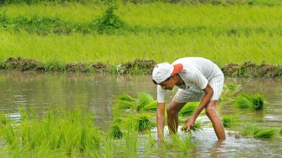 పీఎం కిసాన్ 24వ విడత నిధుల అప్డేట్స్.. (Photographed by Hemant Mishra/Mint)