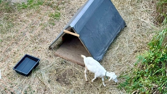 A Tokyo railway station brought in two goats to clear weeds, delighting commuters and attracting attention on social media.(X/@shinjifukuhara)