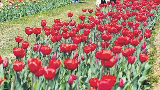 Last year, the Shanti Path area in diplomatic enclave alone hosted around 146,000 tulip bulbs. (HT Archive)