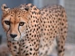 Two Cheetah have killed two calves in an MP village. (Representational Image) Two Cheetah have killed two calves in an MP village. (Representational Image)