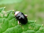 The adult Aphthona beetles are feeders of the leafy spurge.(Wikimedia Commons)