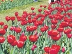 Last year, the Shanti Path area in diplomatic enclave alone hosted around 146,000 tulip bulbs. (HT Archive)