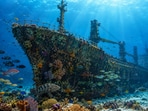 An abandoned ship, a new reef: How Florida turned a derelict vessel into a marine habitat. An abandoned ship, a new reef: How Florida turned a derelict vessel into a marine habitat.