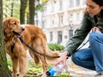 New Vienna campaign aims to reduce damage to trees from dog urine.