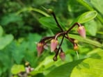 Assam's hidden biodiversity reveals three discoveries. Assam's hidden biodiversity reveals three discoveries.