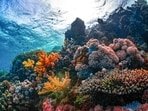 Coral reefs are built by living organisms, and rising ocean acidity makes that building harder.